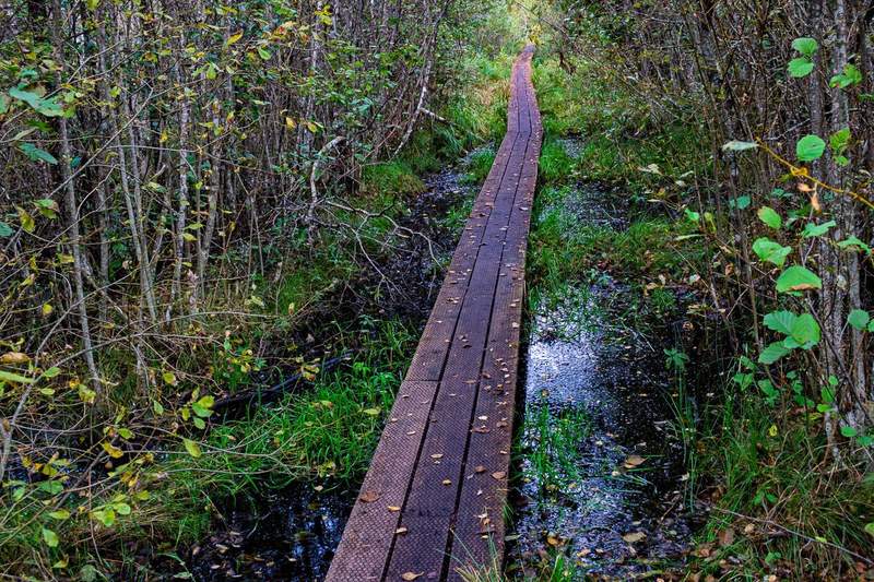 A boardwalk passing through a heavily wooded area just inches above standing water and marshy hummocks of grassin the Alam-Pedja Nature Reserve. 
