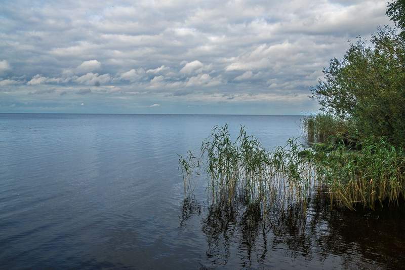 Looking out over a lake with bushes and reeds in the foreground and a horizon with no visible land.