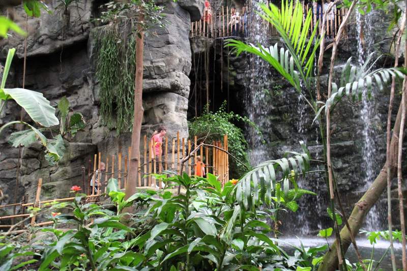 The Lied Jungle inside the Henry Doorly Zoo and Aquarium in Omaha is the largest indoor rainforest in the United States featuring native plants and waterfalls.