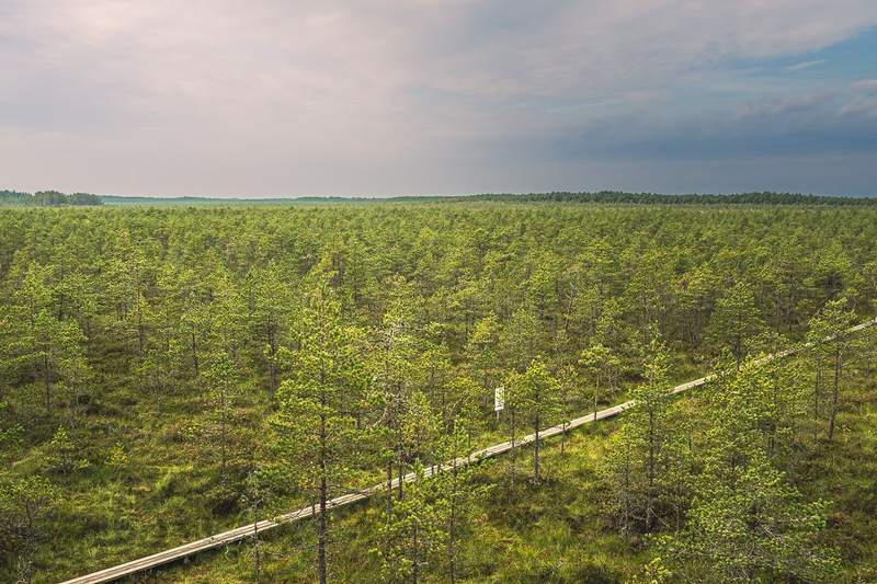 An elevated view of a vast sea of trees with a board walk over swamp land cutting across the lower part of the image.