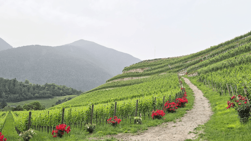 A vineyard with terraced hills and green vines and bright red flowers at the end of each row of vines 