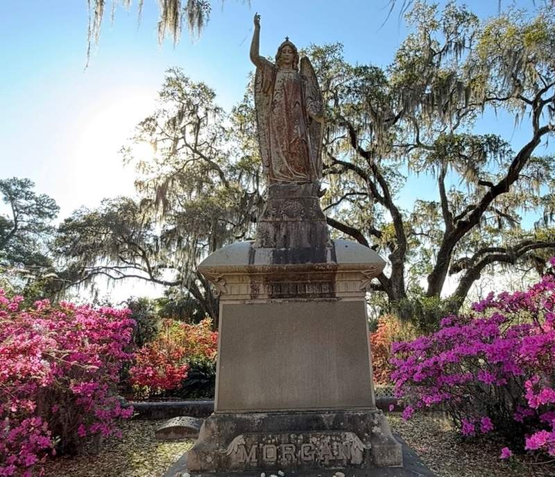 Gravestone angel statue surrounded by pink azaleas and trees draped in spanish moss. 
