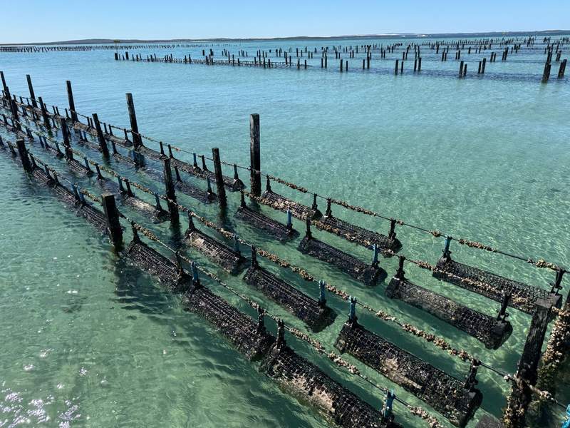An oyster farm with rows of oysters inside racks hanging in the ocean water.