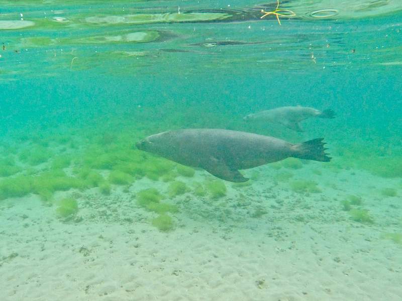 Sea lions swimming in the ocean in the Eyre Peninsula in South Australia.