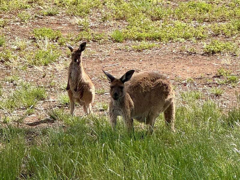 Clare Valley Girls Getaway: Where to Sip and Stay