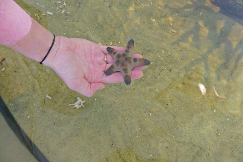 A close-up of a visitor holding a live orange starfish over a touch tank at the St. Augustine Aquarium.