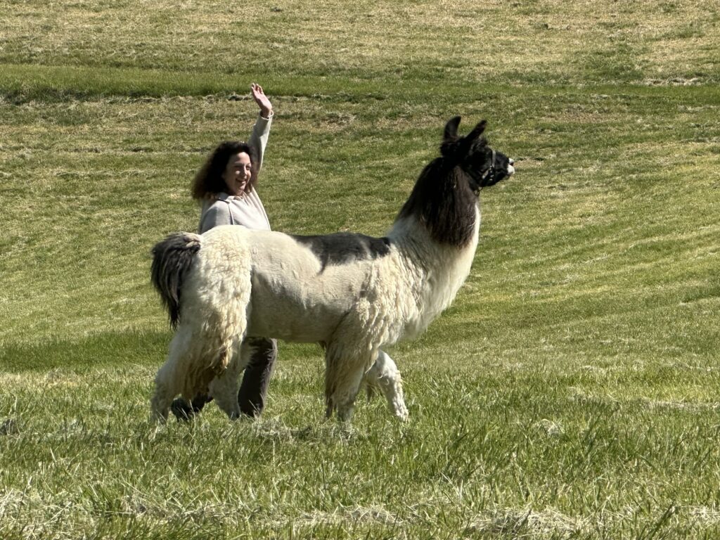 Woman with llama in a field in Western North Carolina