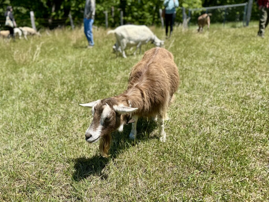 Brown goat in field at Connemara, the Carl Sandburg home in Western North Carolina