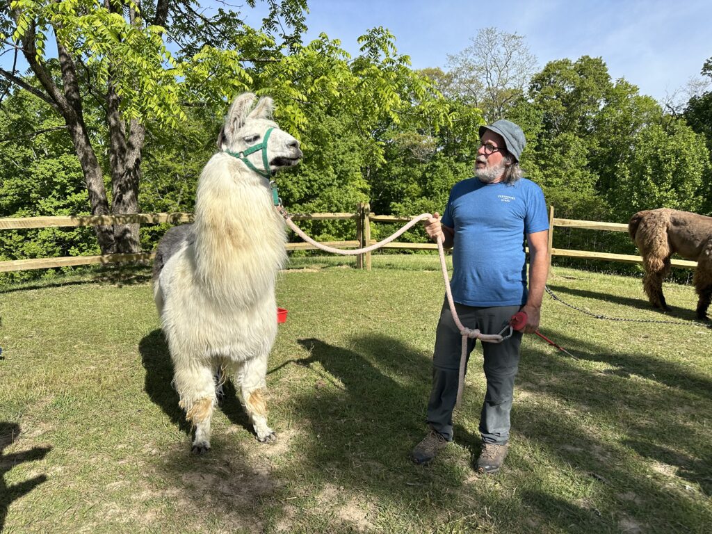 Llama with trainer Mark English at Earthshine Lodge in Lake Toxaway in Western North Carolina.