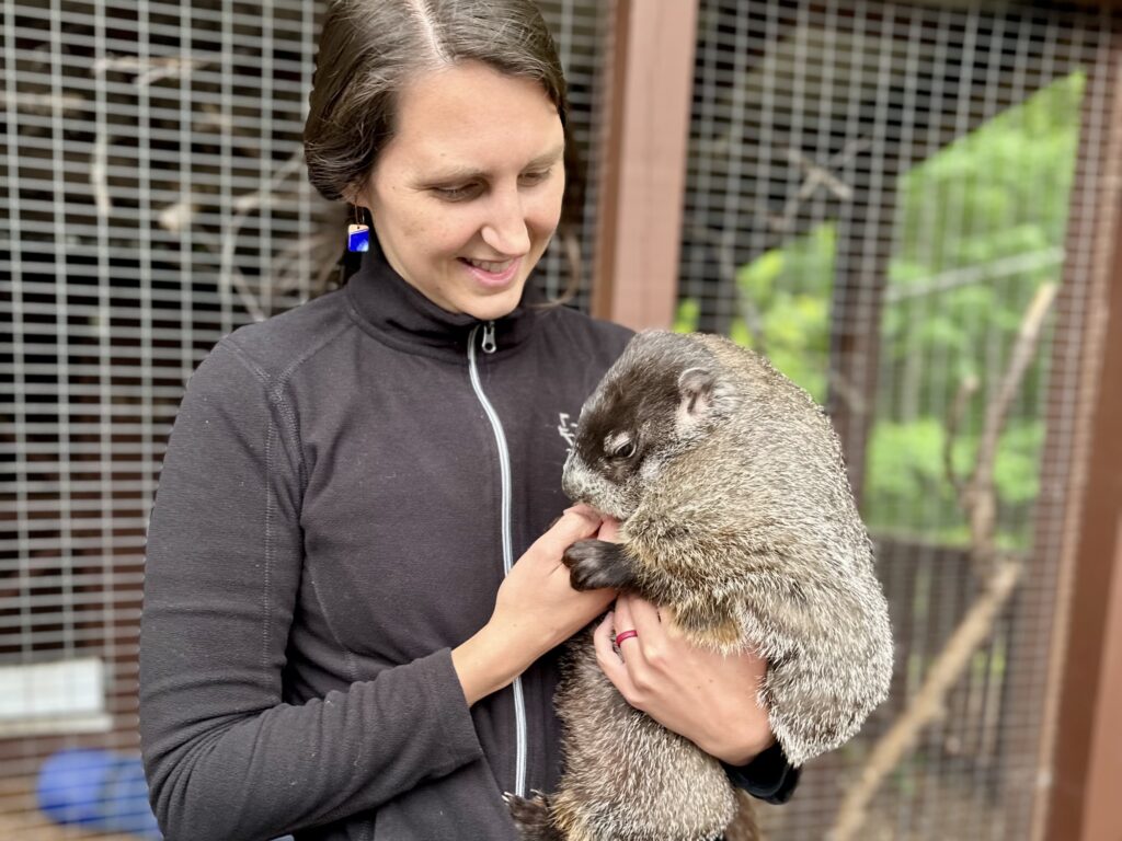 Rescued woodchuck in the arms of female ranger at Chimney Rock in Western North Carolina