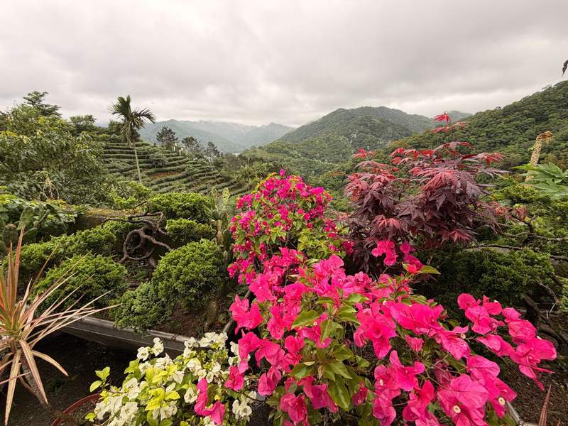 Potted pink flowers in the foreground with views of hillside tea plants, mountains and a lake in the distance.
