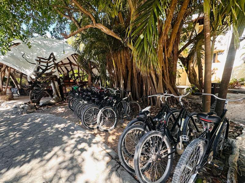 Resort bicycles parked beneath tropical trees at Sandos Caracol Nature Resort in Playa del Carmen Mexico.