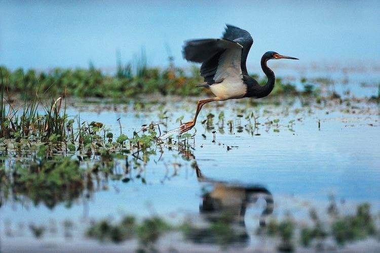Heron taking off from the marsh on Kiawah Island
