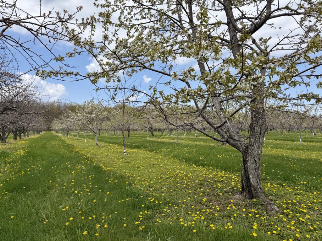 Cherry trees blooming in orchard with striped lawn dotted with dandelions in Door County Wisconsin in spring