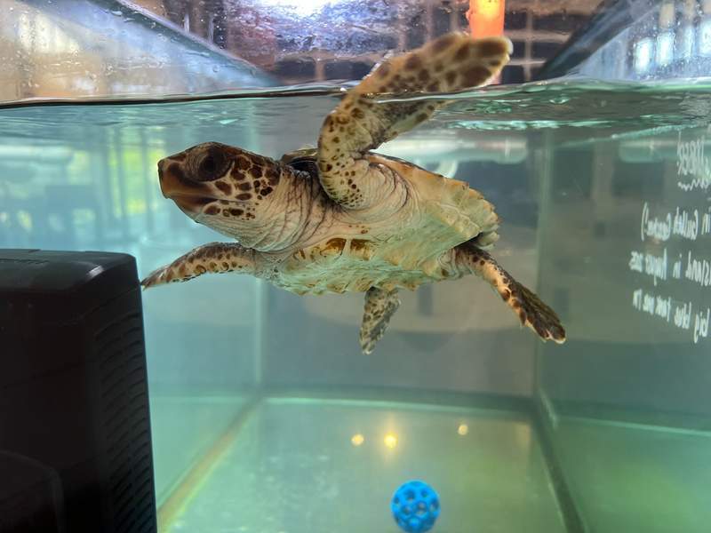 A sea turtle swimming a rehab tank