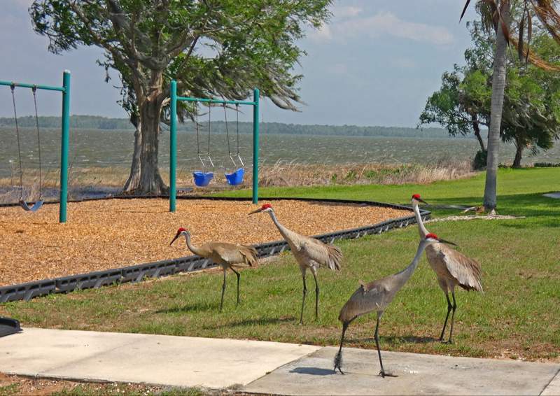 Four sandhill cranes in front of a playground with a lake in the background.