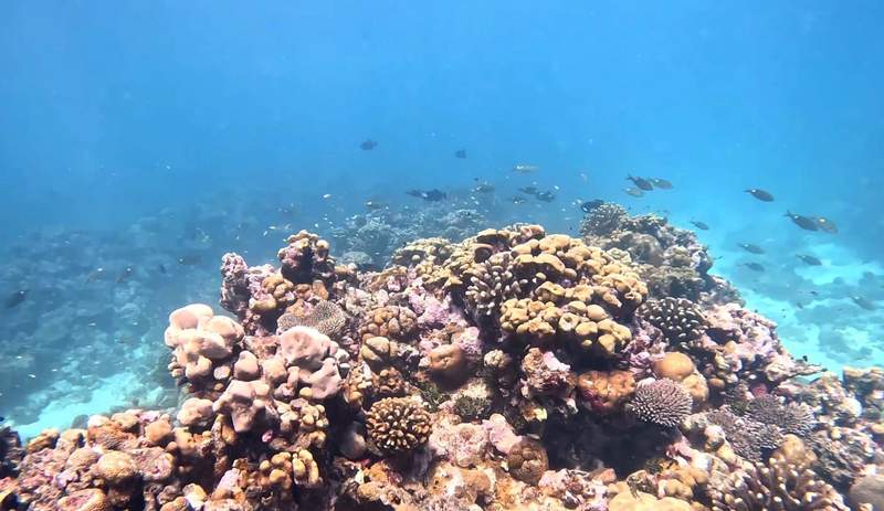 A thriving coral reef with fish