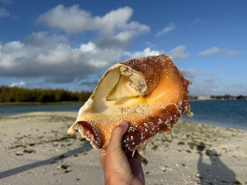 A conch shell held on a beach