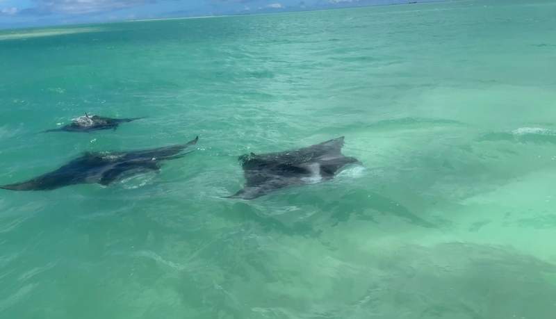 manta rays swimming in clear water