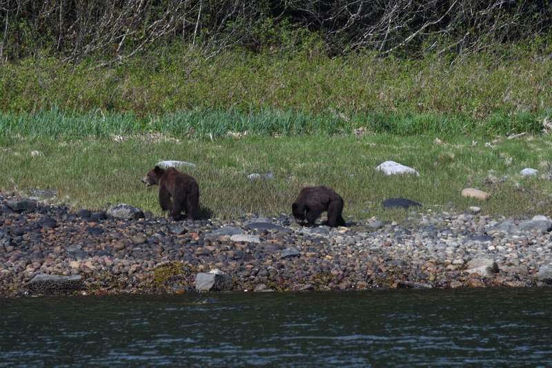 Two brown bears on shoreseen from the M/V Mist Cove on the Boat Company's eco-tour in Alaska's Tongass National Forest. Photo credit: The Boat Company