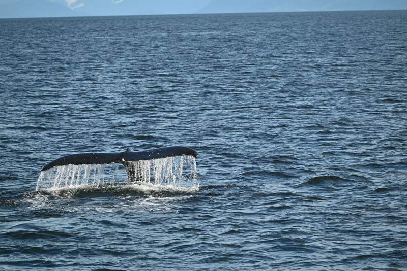 Whale fluke close to the Mist Cove