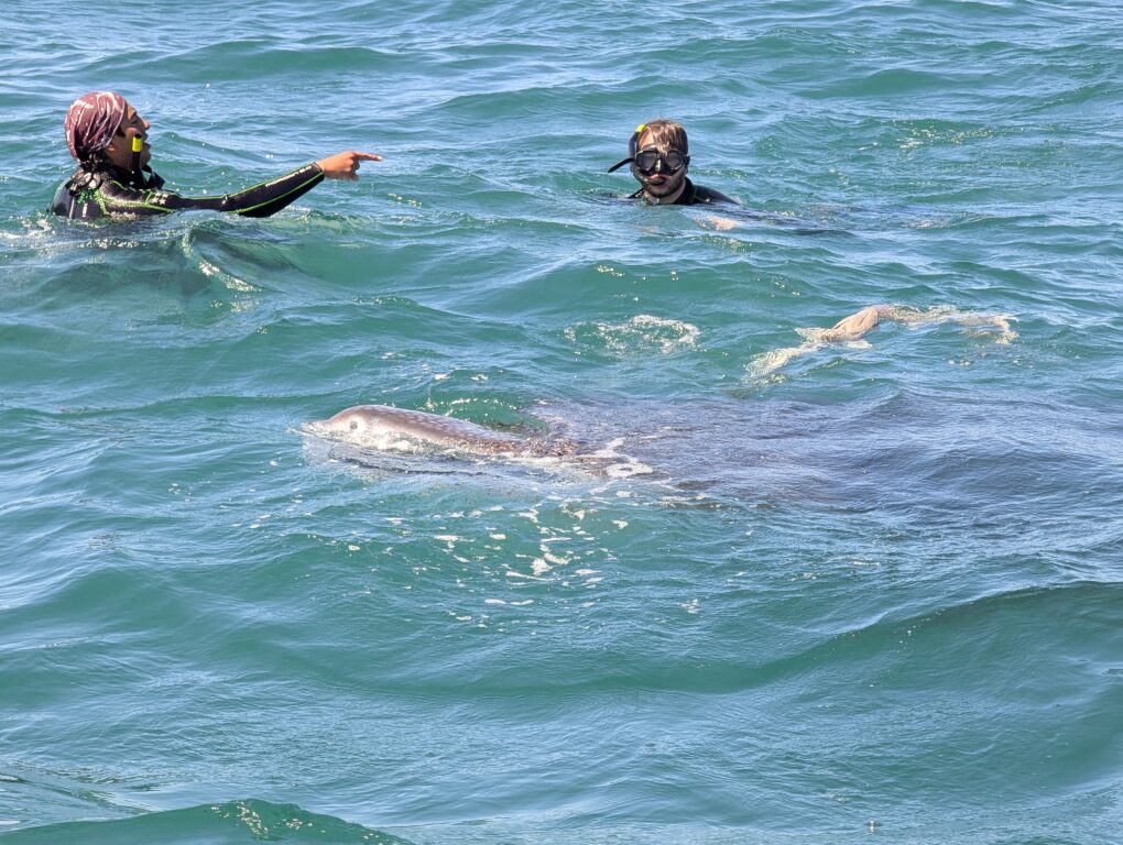 Two swimmers in the water with a whale shark
