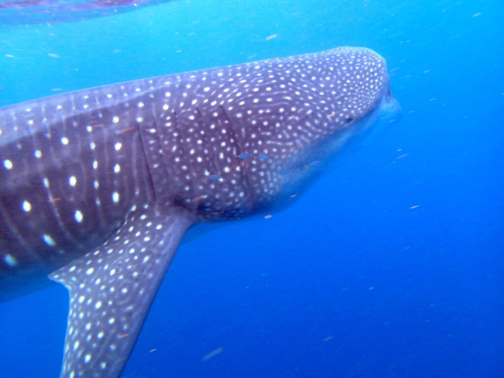 A polka-dotted whale shark