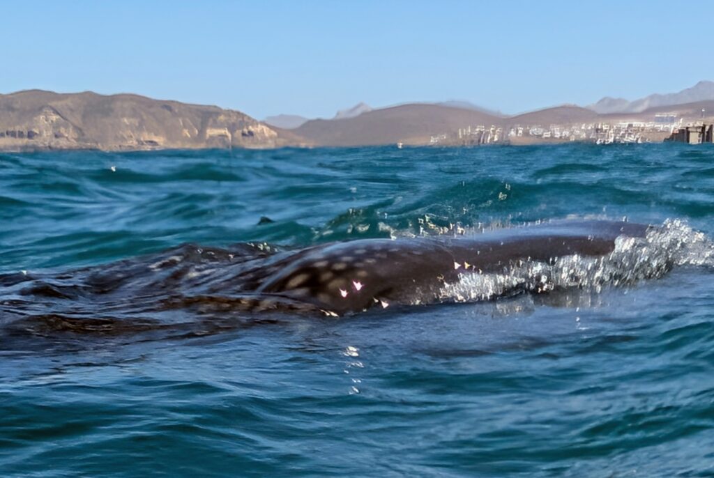 A whale shark skimming through the water off the coast of La Paz, Mexico