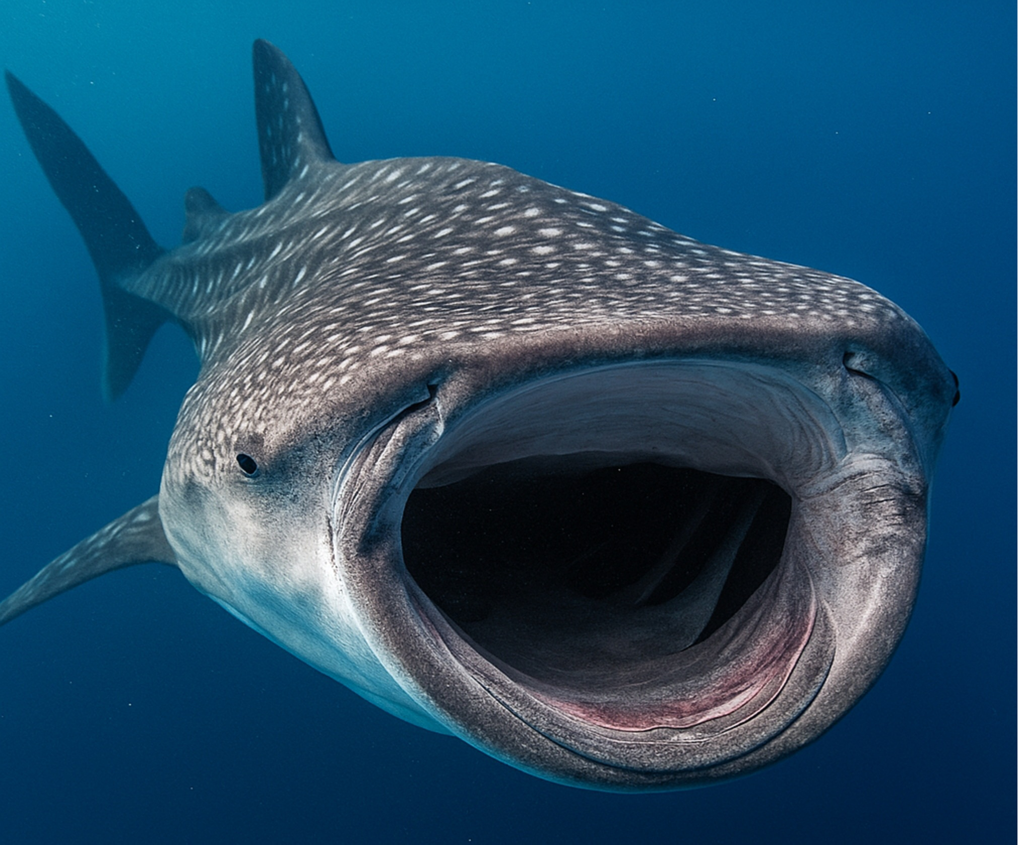 Swimming with Whale Sharks: a Bucket List Adventure in La Paz, Mexico