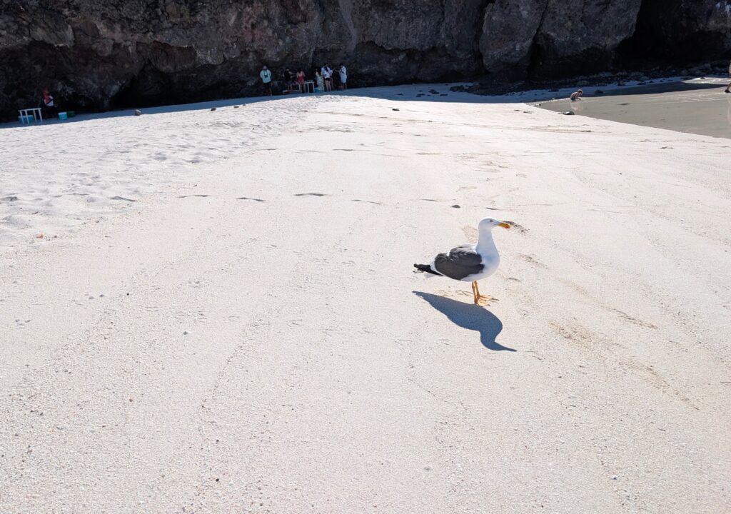 A lone se gull on Balandra Bay Bech in La Paz