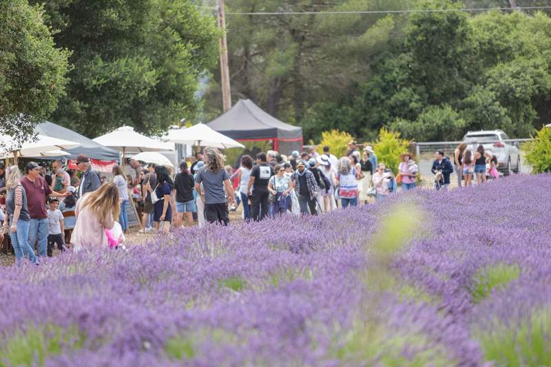 Numerous people lining up to enter the Lompoc Lavender FEstival.  