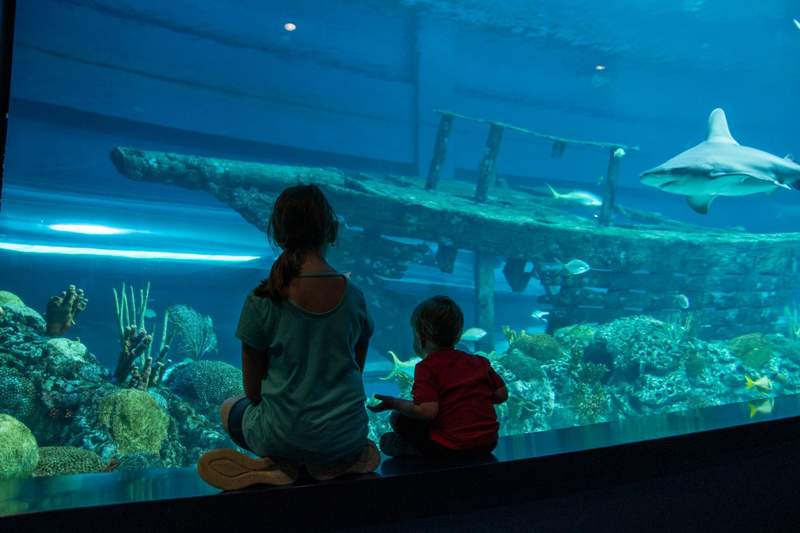 Two kids silhouetted in front of a shark tank at an aquarium 