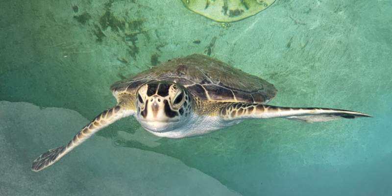 A turtle in a rehabilitation tank looking up at the camera  