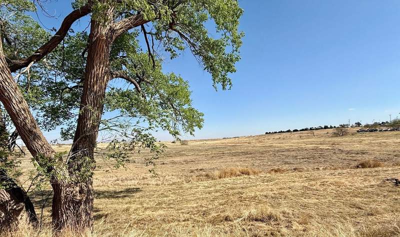 Cloudless blue sky meets vast brown plains with just a hint of a tree line in the far distance. On the left is a tree which does not belong. It is not a native but an invasive Siberian elm.