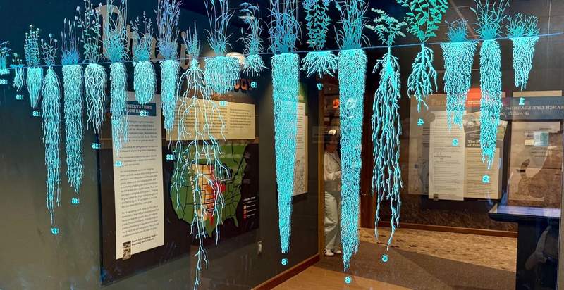 A large horizontal pane of glass is painted with aqua color plants. Their tops and their roots all show to teach about ecodiversity.
