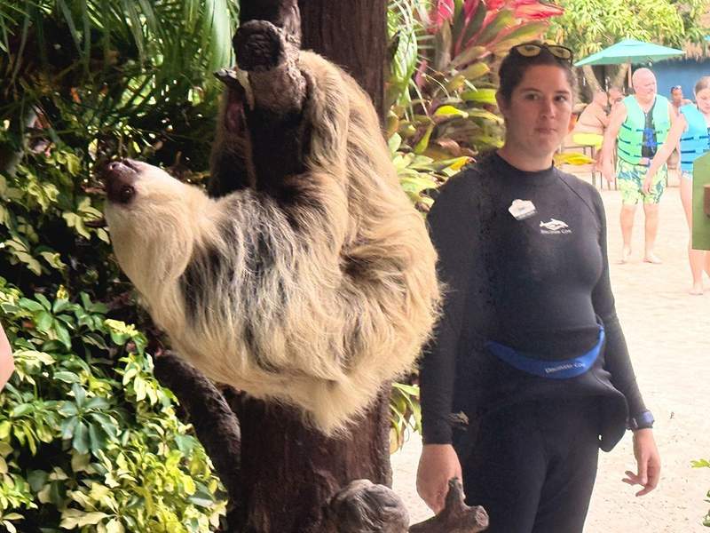 A sloth hangs out on a branch while a Discovery Cove employee looks on