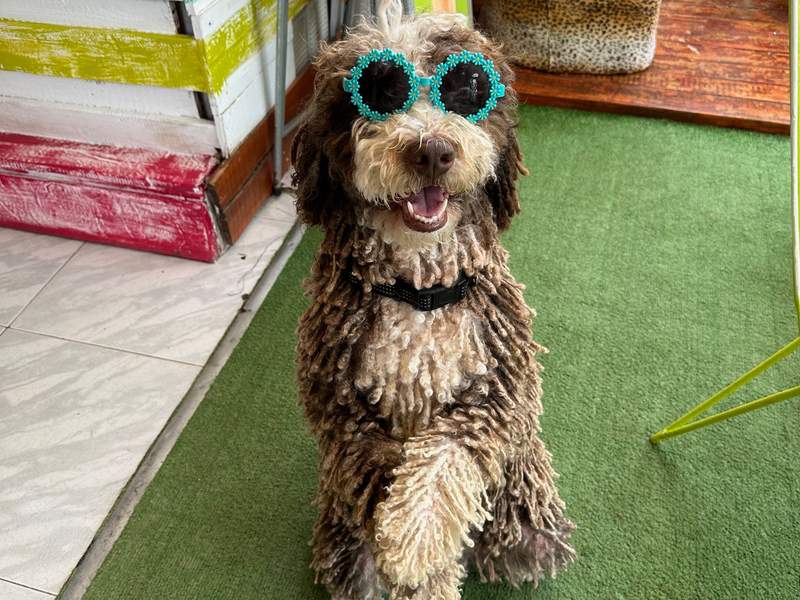 Cute dog wearing fun, bohemian sunglasses.