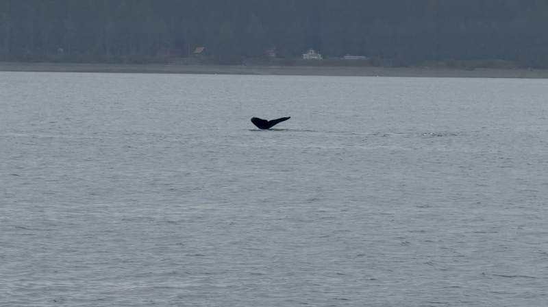 Humpback whale fluke seen from a whale-watching boat in Auke Bay, Alaska.