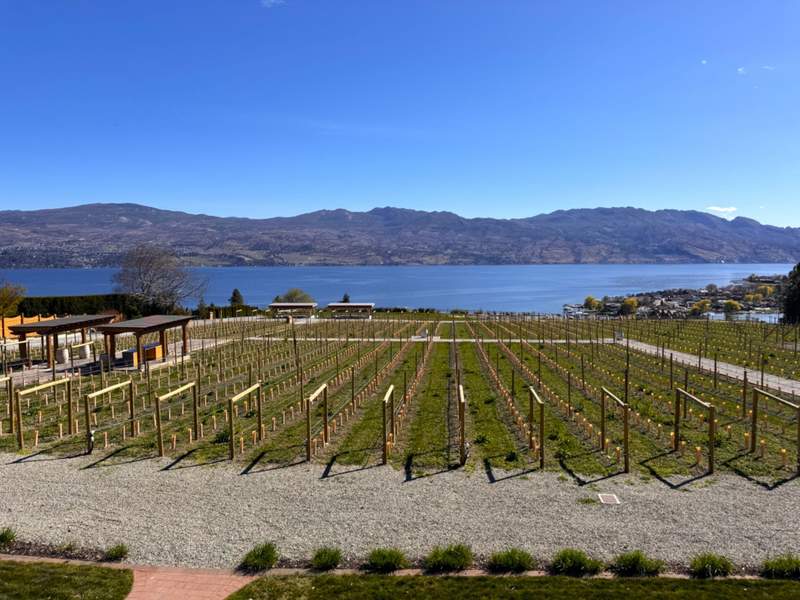 View of vineyards and a lake with mountains in the distance.