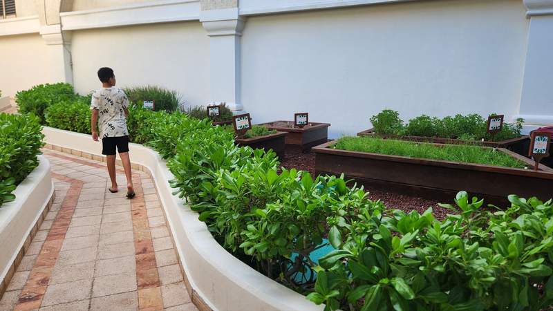 Boy walking down a path in an herb garden