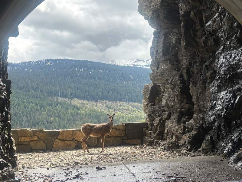 A deer seen on the bike ride