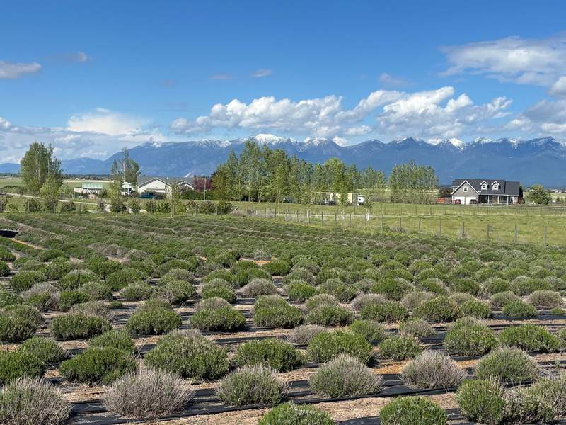 Fields of lavender