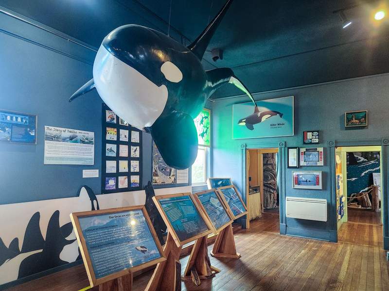 Full-size replica orca hangs from the ceiling of the Whale Museum