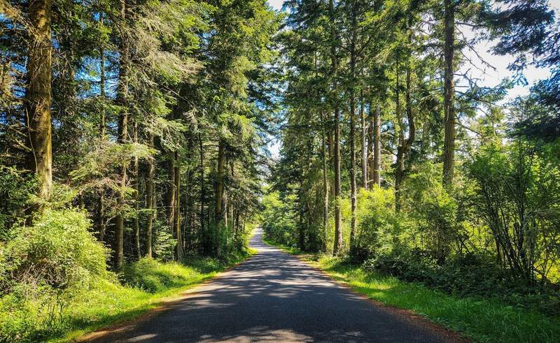 A road through the forest on Lopez Island