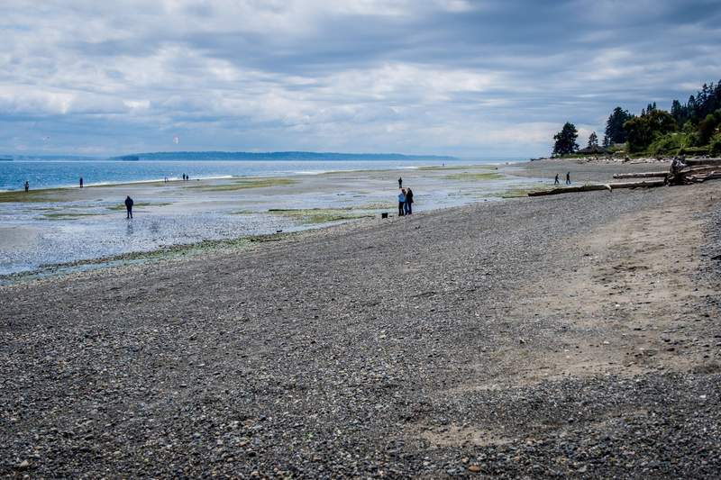 Pebble beach with large pieces of driftwood looking out over the open water
