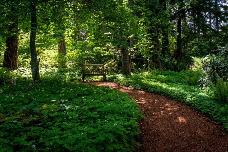 Lush gardens with tall trees and plants catching dappled sunlight