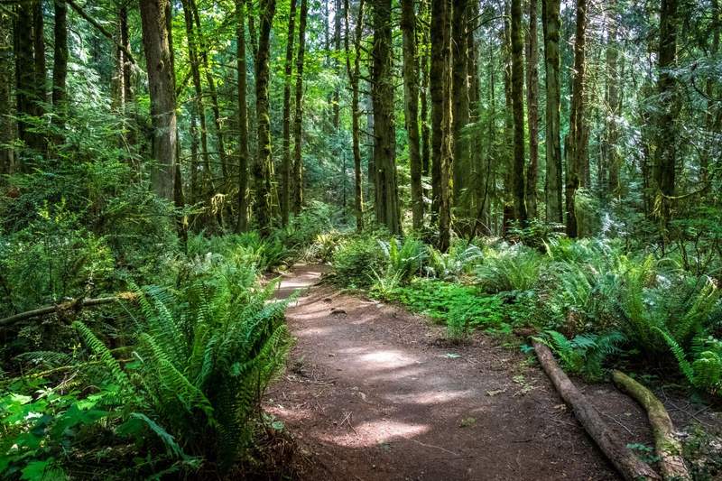 Flat hiking trail looping through a dense forest of evergreen trees