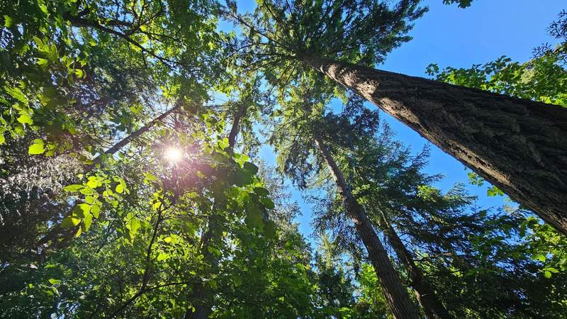 Looking directly up through a vibrant canopy of green tree leaves with sunbeams breaking through the forest ceiling.