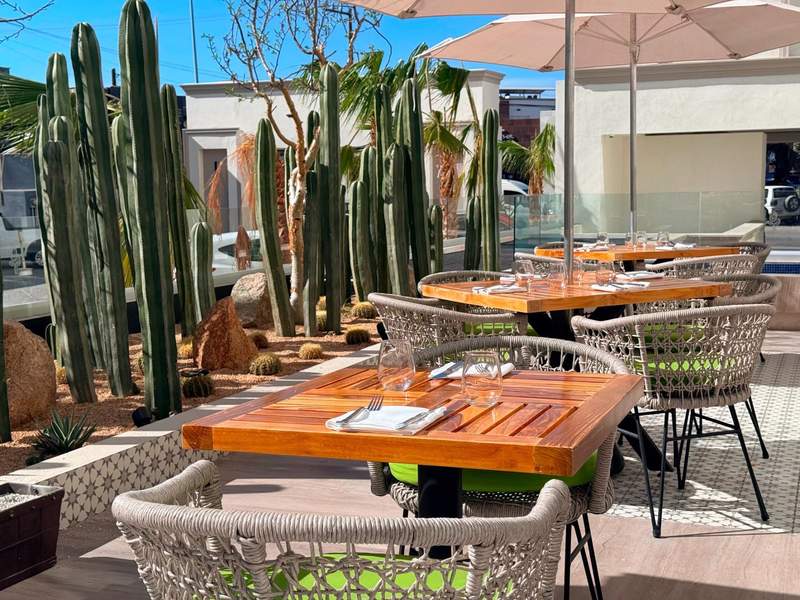 Sunlit outdoor restaurant patio surrounded by native Baja desert landscaping and cacti.
