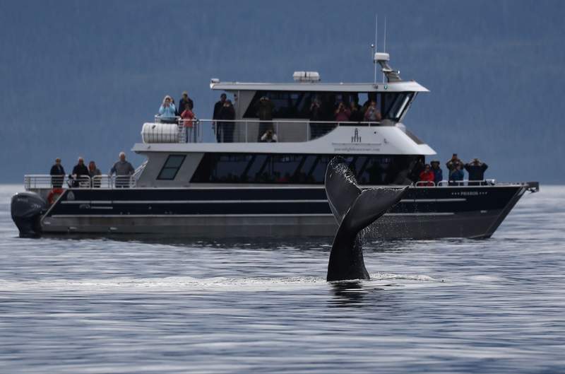 Humpback whale breaching near a Juneau Lighthouse Tours catamaran cruising the marine waters of Lynn Canal in Juneau, Alaska.